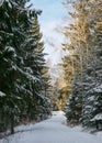 Snowy country road, winter landscape, winter road and snow-covered trees, winter in Latvia Royalty Free Stock Photo