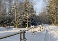 Snowy country road, winter landscape, winter road and snow-covered trees, winter in Latvia Royalty Free Stock Photo