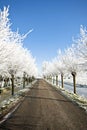 Snowy countryroad, in the Netherlands