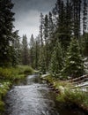 Snowy Creek in Yellowstone