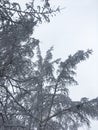 Snowy crowns of trees high in the sky