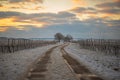 Snowy curvy path with two tracks through the vineyards at sunset. White vineyards with cloudy orange sky. Calming evening mood in