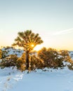 Snowy Dawn at Joshua Tree