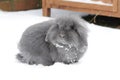 A snowy day and bunnies love to play in it
