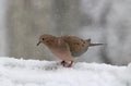 Snowy Day Mourning Dove Royalty Free Stock Photo