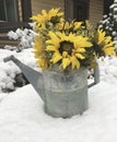 Snowy day with a old watering can full of sunflowers Royalty Free Stock Photo