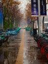 Snowy day in a path with yellow leaves and bicycle