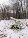 Snowy path in the woods Royalty Free Stock Photo