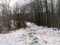 Snowy path in the woods Royalty Free Stock Photo