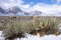 Snowy Desert Cactus Landscape Royalty Free Stock Photo