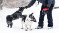 Snowy Dog Play and Training Royalty Free Stock Photo