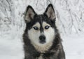 Snowy dog Siberian Husky