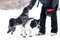 Snowy Dog Training Session Royalty Free Stock Photo