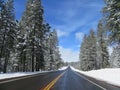 Snowy Drive through Pine Tree Forest in Northern California