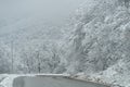 Snowy driveway and fog. Mountain road in Georgia trees covered by snow. Winter forest after snowfall Royalty Free Stock Photo