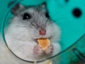 Snowy the dwarf hamster Royalty Free Stock Photo