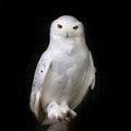 Snowy owl Royalty Free Stock Photo