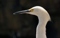 Snowy egret Royalty Free Stock Photo