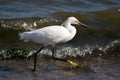 Snowy Egret Royalty Free Stock Photo