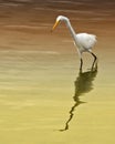 Snowy Egret Royalty Free Stock Photo