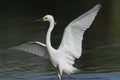 Snowy Egret Royalty Free Stock Photo