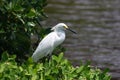 Snowy Egret