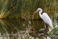 Snowy egret Royalty Free Stock Photo