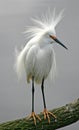 Snowy Egret Royalty Free Stock Photo