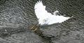 Snowy Egret