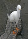 Snowy Egret and Alligator