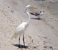 Snowy Egret