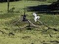 Snowy Egret and an Anhinga with Lifted Wings