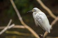 A snowy egret atanding on a branch over a swamp Royalty Free Stock Photo