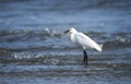 Snowy Egret in Atlantic Ocean waves