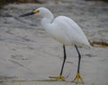 Snowy Egret on the beach holding a small treasure