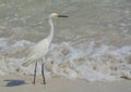 Snowy Egret on the beach of Johns pass at the Gulf of Mexico, Florida