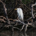 Snowy egret, binomiial name Egretta thula, perched on a fallen tree at the edge of Chokoloskee Bay in Florida. Royalty Free Stock Photo