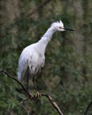 Snowy Egret Photo. Picture. Image. Portrait. Close-up profile view. Bokeh background. Perched. Wet feathers Royalty Free Stock Photo