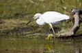 Snowy Egret fishing along The Sill in the Okefenokee Swamp National Wildlife Refuge, Georgia, USA Royalty Free Stock Photo