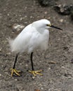 Snowy Egret bird Stock Photos. Snowy Egret bird close-up profile view standing on the ground