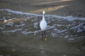 Snowy egret bird wading in water