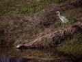 Snowy Egret and a Box Turtle on a Log Royalty Free Stock Photo