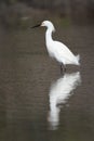 Snowy Egret in Breeding Plumage Royalty Free Stock Photo