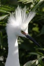 Snowy Egret in Breeding Plumage