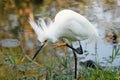 Snowy Egret with breeding plumage