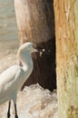 Snowy egret caches small fish in sea waters Royalty Free Stock Photo