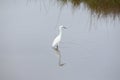 The snowy egret casts a reflection as it slowly hunts for food. Royalty Free Stock Photo