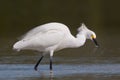 Snowy Egret catching a fish, Estero Lagoon, Flor Royalty Free Stock Photo