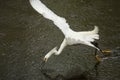 Snowy egret catching a fish in the Florida Everglades. Royalty Free Stock Photo