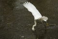 Snowy egret catching a fish in the Florida Everglades. Royalty Free Stock Photo